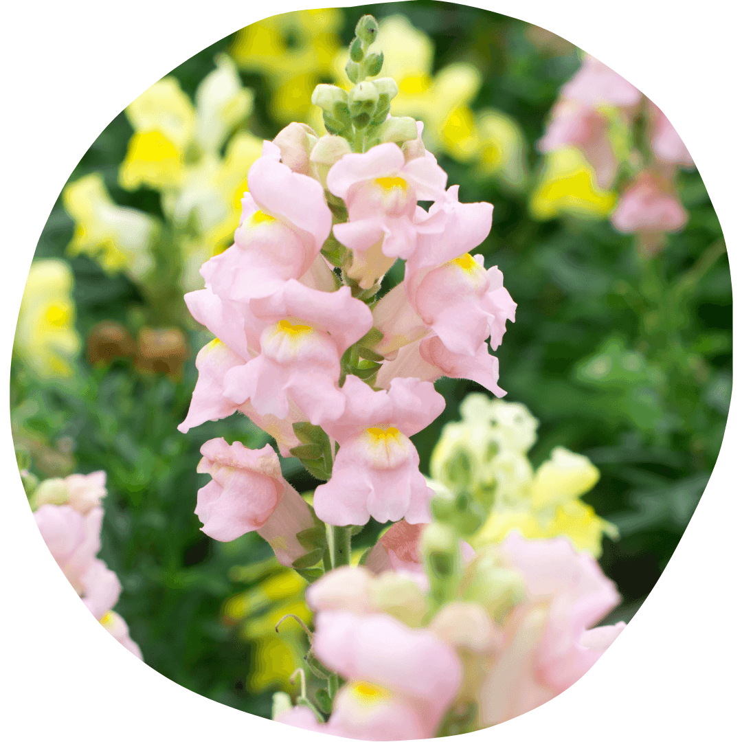 Field of pink snapdragon flowers