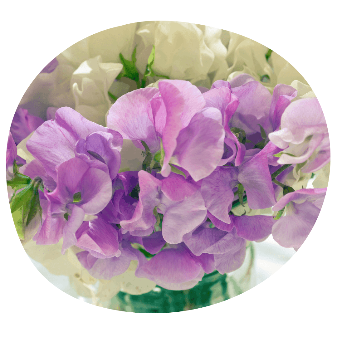 Bouquet of purple sweet pea flowers