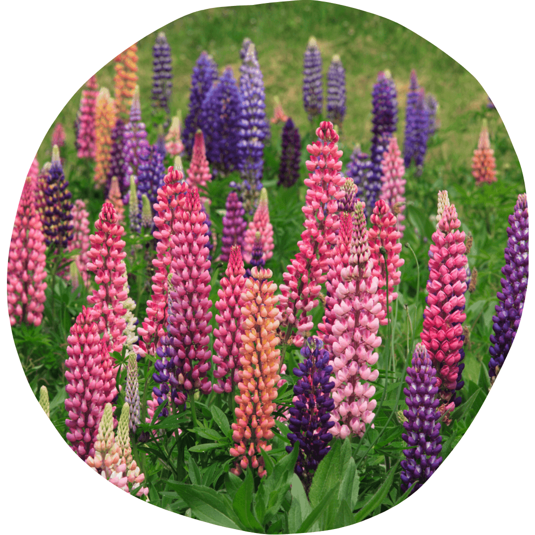 Lupins