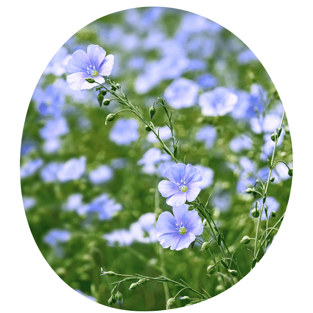 Blue flax