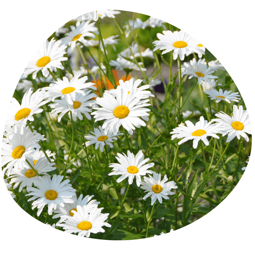Shasta Daisies