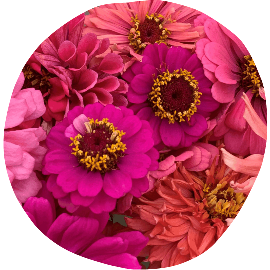 Pink zinnia flowers